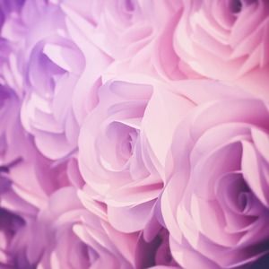 Meet your Posher, Maddie